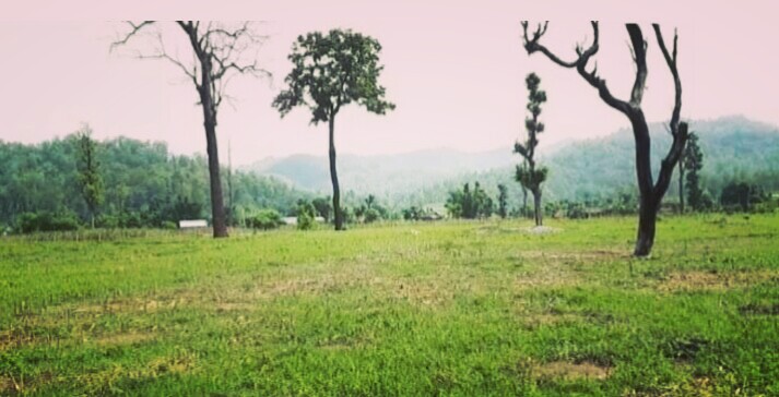 वडाध्यक्षले वन क्षेत्रको १३ रोपनी जग्गालाई व्यक्तिगत बनाएर बेचे