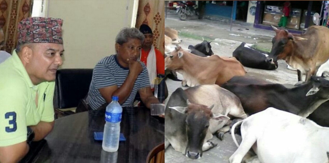 संरक्षण कोष बनाएर गाईलाई व्यवस्थित गदै नेपालगंज उपमहानगरपालिका