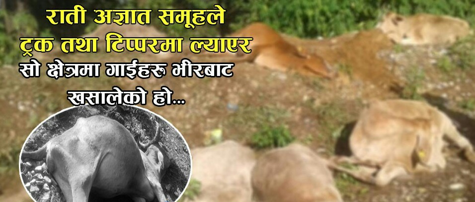 जंगलमा दुई दर्जन गाई मृत फेला, मारेको आशंका