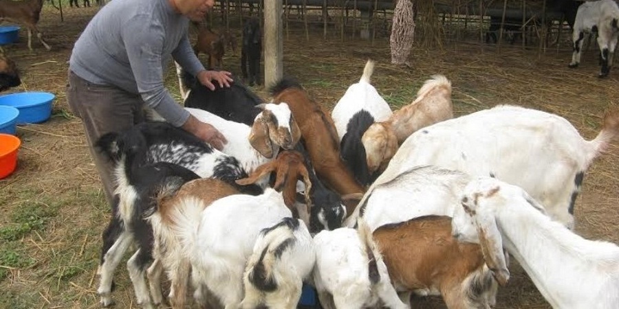 दसैंमा काठमाडौँमा खसीबोका चरम अभाव हुने