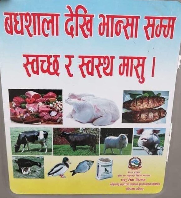 दशैंमा स्वच्छ र स्वस्थ मासु भन्दै गाईको मासु खान सरकारी निकायले नै गरे प्रचार