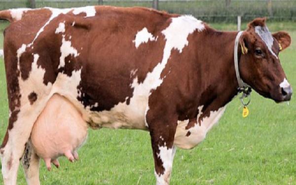 रुसी वैज्ञानिकको निश्कर्ष: गाईको गहुँतबाट हुन्छ १४८ प्रकारका रोग निको