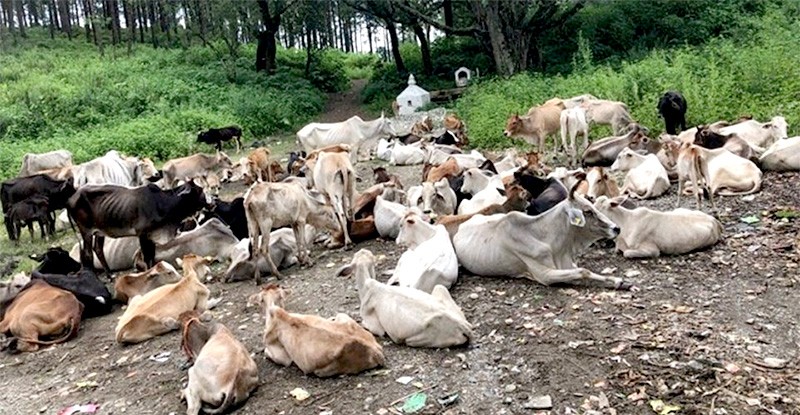 विश्व हिन्दू महासंघले गाई मरेको घटनाको स्थलगत अध्ययन गर्ने