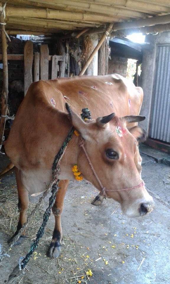 गाई काटेको अभियोगमा तीन पक्राउ