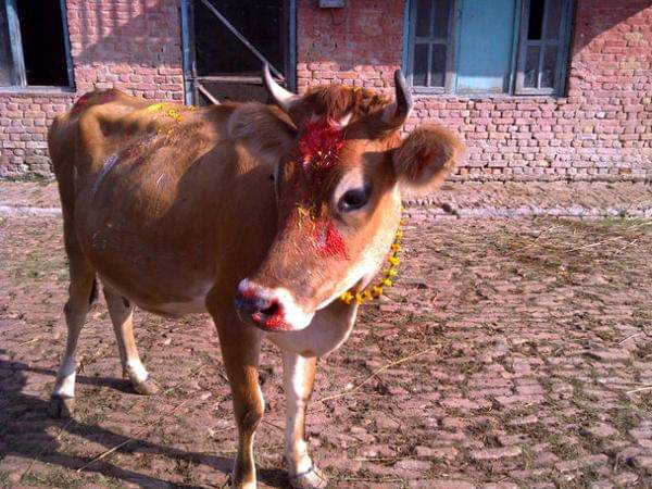 मिथिलाञ्चलमा गाईवस्तुको पूजा गरी गोवर्द्धन पर्व मनाइँदै