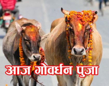 आज तिहारको चौथो दिन: गाई पूजा गरी मनाइँदै