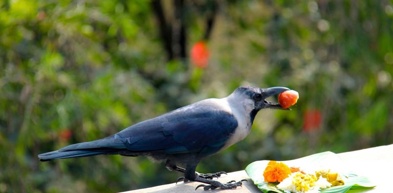काग : नेपालमा हाई हाई अरू देशमा बाई बाई
