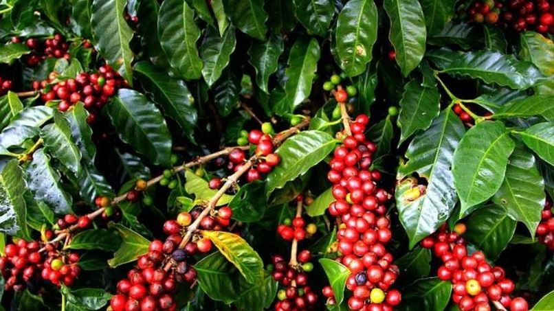 नेपाली कफीको अन्तरराष्ट्रिय बजार