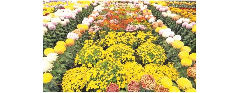 पुष्प मेलाको आकर्षण बढ्दै