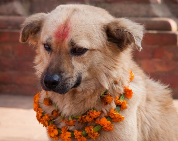 आज यमपञ्चकको तेस्रो दिन : कुकुर तिहार मनाइँदै