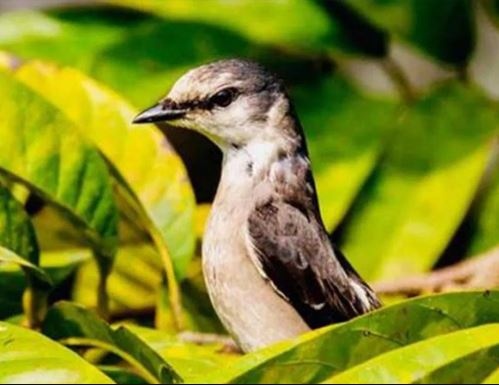 कोशी टप्पुमा दुर्लभ ‘सेतो पेटे रानी चरी’ फेला