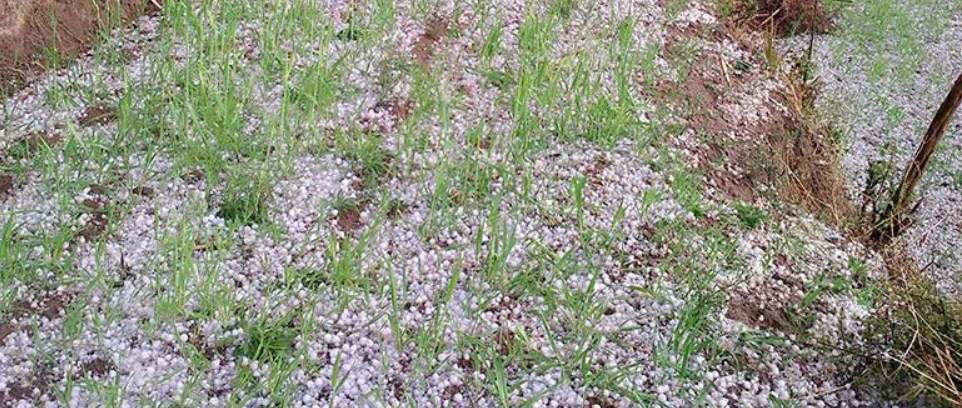 असिना पानीले गहुँबाली नष्ट