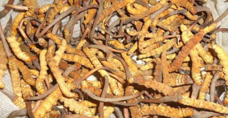 कोरोनाका कारण यार्सा टिप्न प्रतिबन्ध