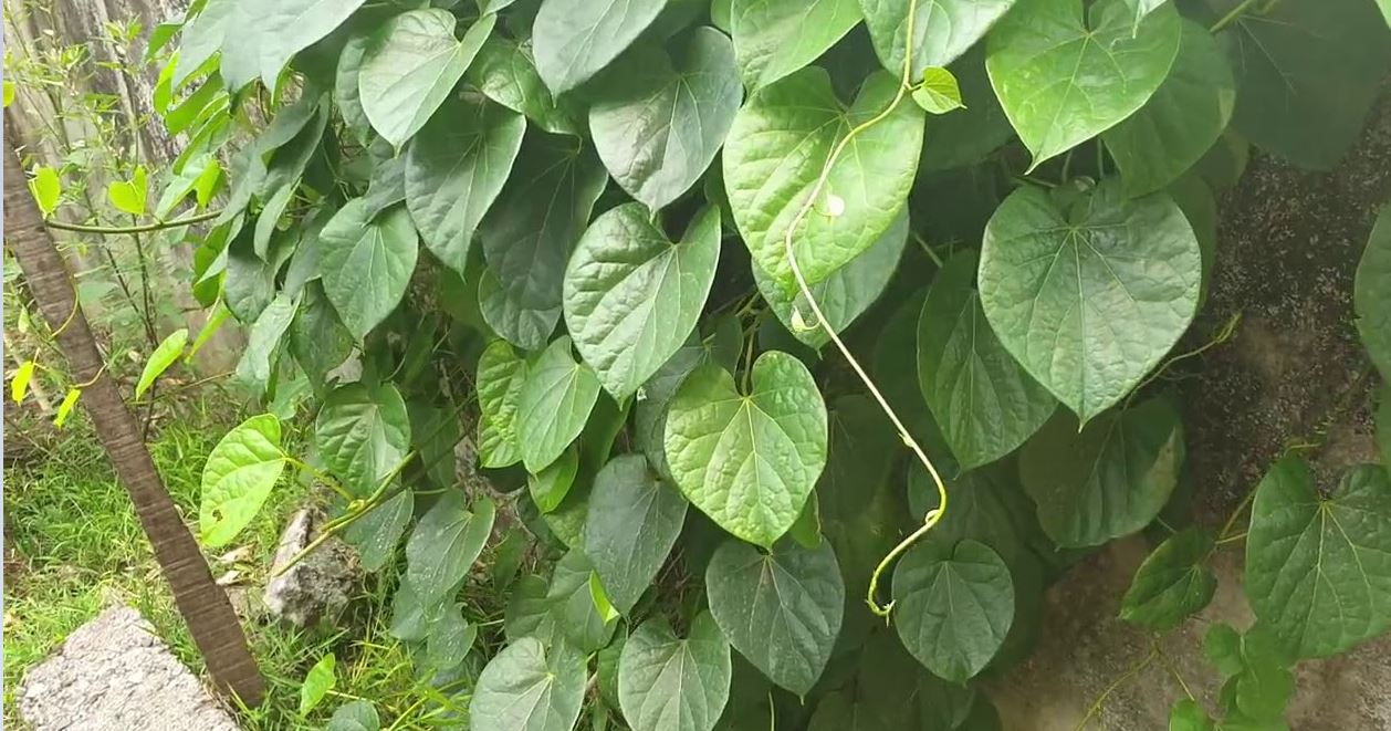 एक हजार ५५० गुर्जोका बिरुवा निःशुल्क वितरण