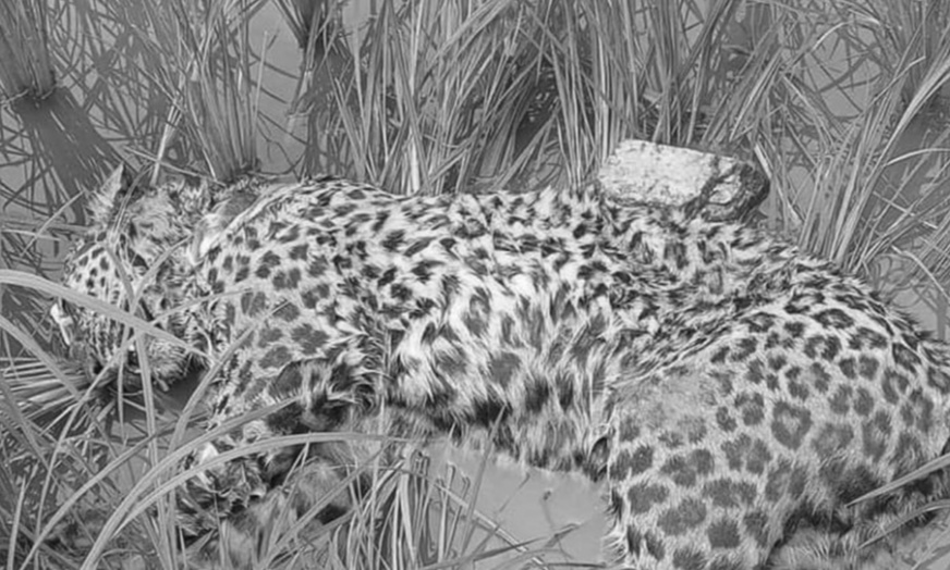 ६३ वर्षीय हरिबहादुरले घम्साघम्सीमा चितुवा मारे