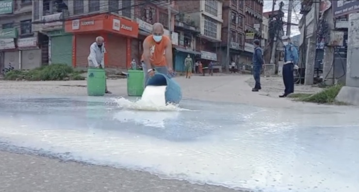 भक्तपुरमा दुध बिक्री नभएपछि मुल सडकमै फ्याकियो
