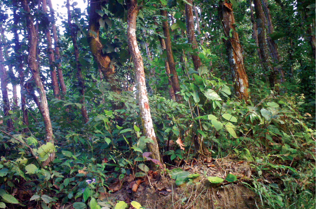 अल्का अस्पतालकी कर्मचारी गीताको शव लेलेको जङ्गलमा भेटियो