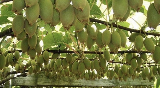 कलिलैमा किसानले किवी टिपेपछि समस्या