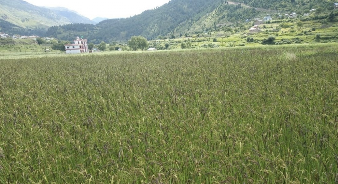 जुम्लामा पाक्न लागेको कालीमार्सीमा रोग लागेर किसान चिन्तित