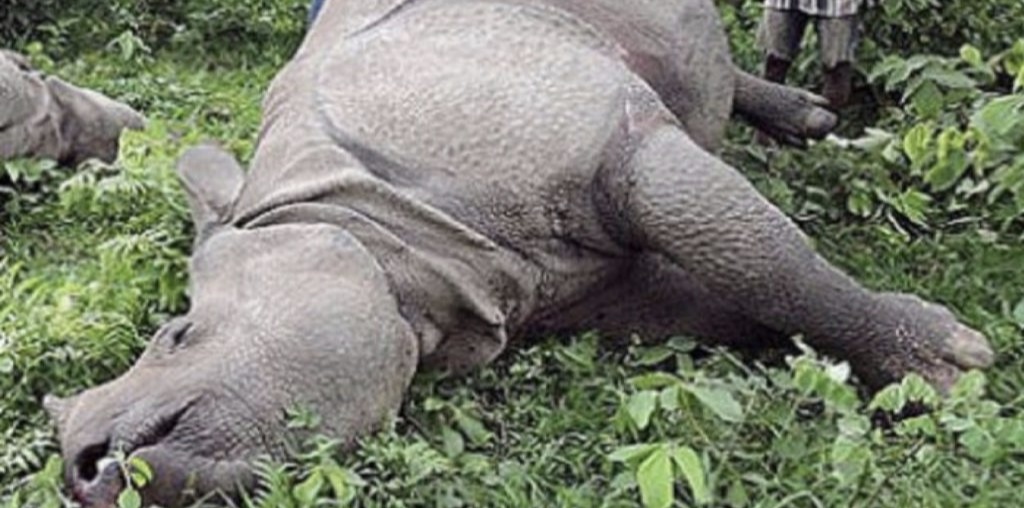 एकै दिन मरे दुई गैँडा