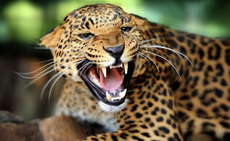 चितुवा भगाउन हात्तीसहितको टोली परिचालन